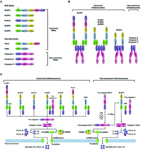 Inflammasome Activated Inflammatory Signaling A The Domain Structure