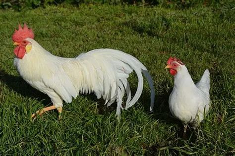 Gallina Leghorn Caracteristicas Alimentacion Crianza Y Mas