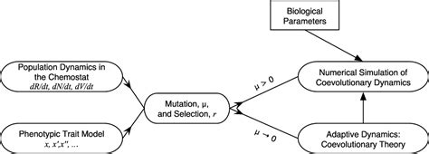 Coevolutionary Arms Races Between Bacteria And Bacteriophage Pnas