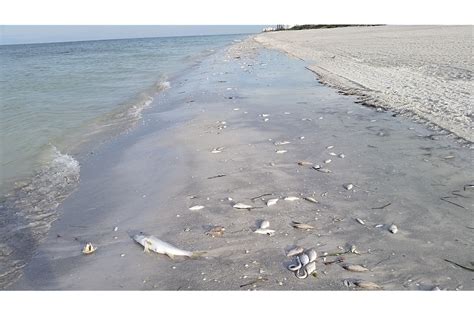 Red Tide Organism Count Elevated In Southwest Florida Your Observer