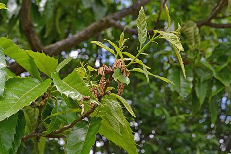 Seeds And Bulbs Quercus Acutissima 12 Sawtooth Oak Acorns Yard Garden And Outdoor Living