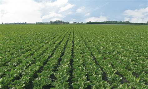 BIET – euroCORN Benelux