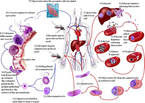 The Life Cycle of Plasmodium Falciparum | Plasmodium Falciparum