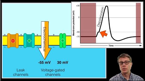 Action potential physics science experiment - icebasta