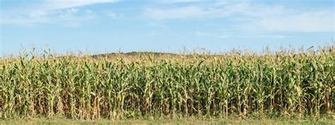 Corn Feild Images Free Download On Freepik