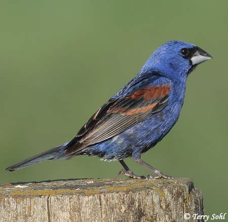 Identification Keys and Tips - "Blue" Grosbeaks and Buntings