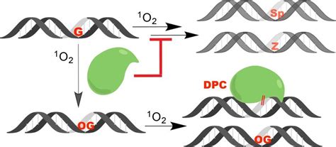 1 Proteins Inhibit Singlet Oxygen Hyper Oxidation Of Guanine Singlet