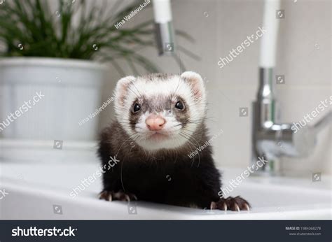 6 Hundred Ferret Water Colour Royalty Free Images Stock Photos
