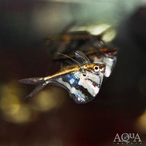 Marbled Hatchet (Carnegiella strigata) - Aqua Imports