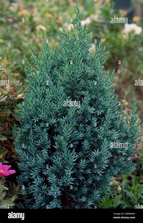 Pyramidalis Genévrier de Chine Juniperus chinensis Pyramidalis