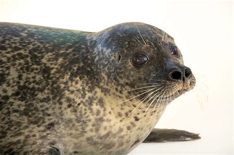 Male Harbor Seal Phoca Vitulina Vitulina Joel Sartore