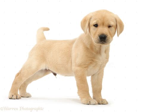 Dog: Cute Yellow Labrador puppy winking photo WP41064