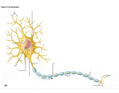 nervous tissue + spinal cord structure Diagram | Quizlet