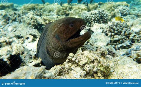 Moray Eels Muraenidae Giant Moray Eels Stock Image Image Of