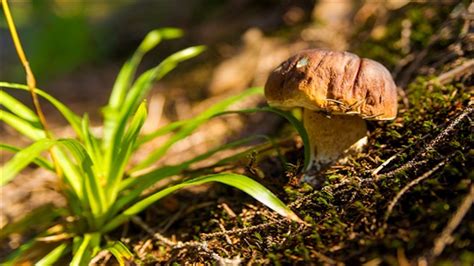 Funghi Permessi Costi E Regole Della Raccolta Validi Per Tutto Il