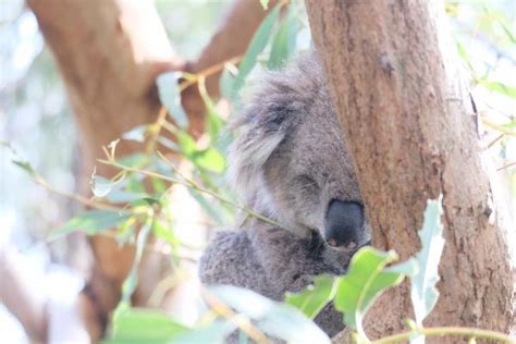 Meet The Koalas Phillip Island Nature Parks