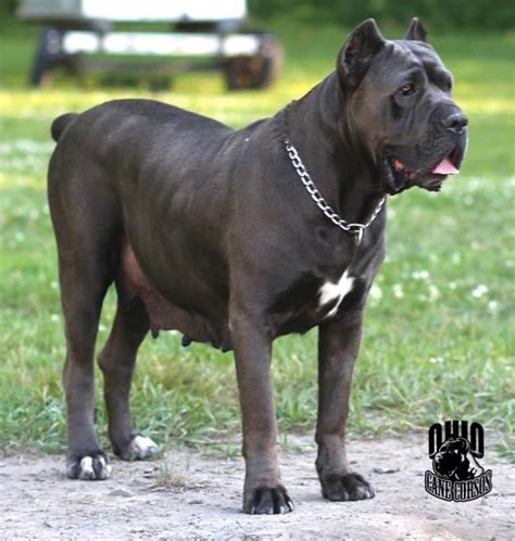 Ohio Cane Corsos Kennel With Beautiful Champions