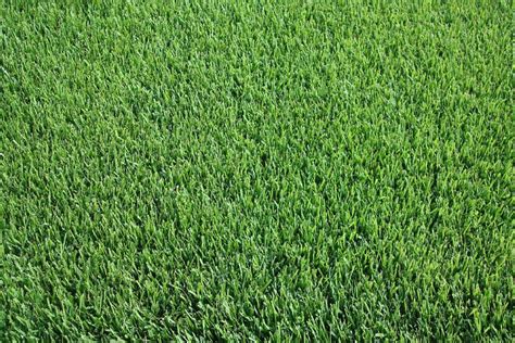 Zoysia Japonica Ubicaciondepersonascdmxgobmx