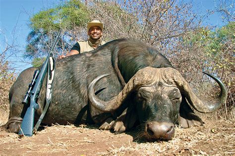 The Myths Of Cape Buffalo Safari Club