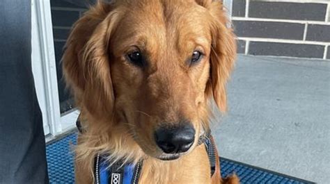 Meet Archie Certified Therapy Dog Joins Bryant Junior High