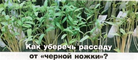 Черная ножка у рассады: как избавиться от черной ножки на рассаде (фото ...