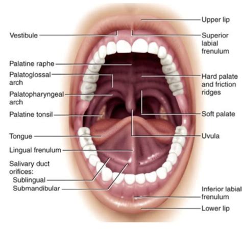 Oral Cavity Flashcards Quizlet