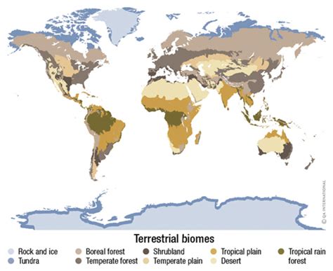 Terrestrial Biomess Visual Dictionary