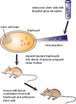 STUDYING GENE FUNCTION: CREATING KNOCKOUT MICE | SCQ