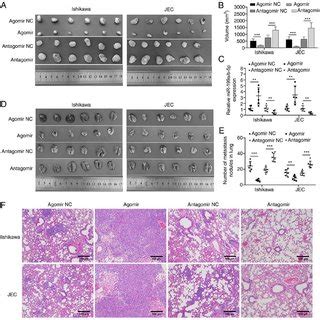 Mir A B P Inhibited The Growth Of Subcutaneous Tumors And Lung