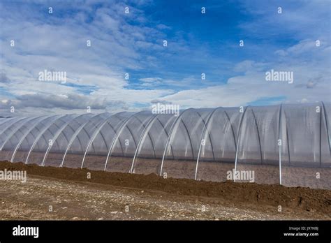 Greenhouse Tunnel From Polythene Plastic On An Agricultural Field