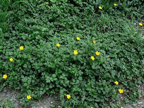 Ranunculus Repens Profile California Invasive Plant Council