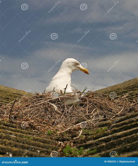 Seagull On Roof Nesting Royalty Free Stock Photo - Image: 908335