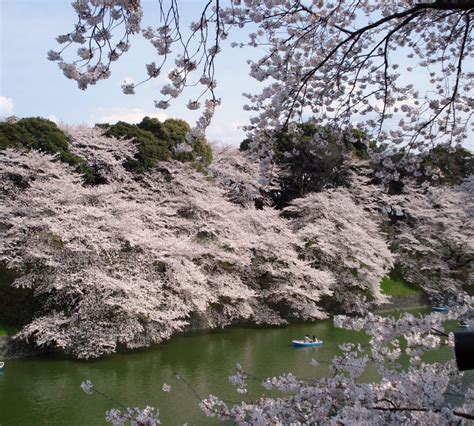 Earth’s Favorite Flowering Tree: The Japanese “Yoshino” Tree | by ...