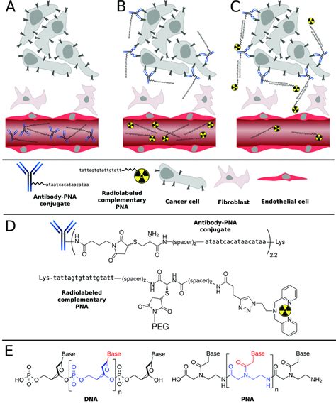 General Principle Of Tumor Pretargeting Using Peptide Nucleic Acids