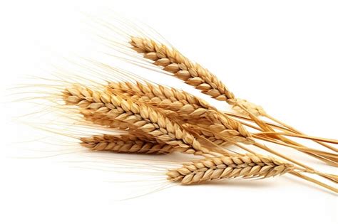 Premium Vector Bunch Of Wheat Ears Isolated On White Background