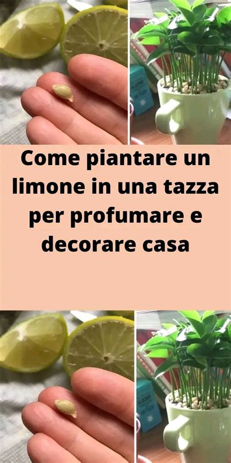 Come Piantare Un Limone In Una Tazza Per Profumare E Decorare Casa