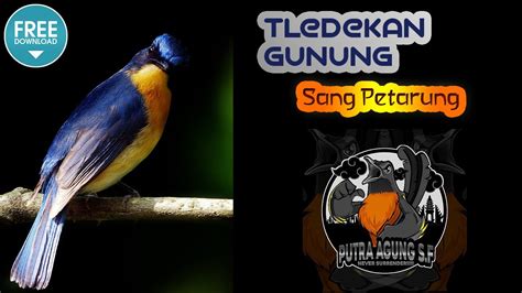 Teledekan Gunung Full Isian Sang Petarung Mini Suara Asli