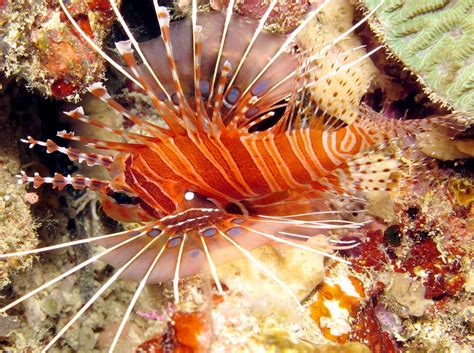 Spotfin Lionfish Pterois Antennata Palau Photo 1 Tropical