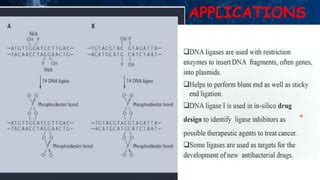 DNA Modifying Enzymes PPT