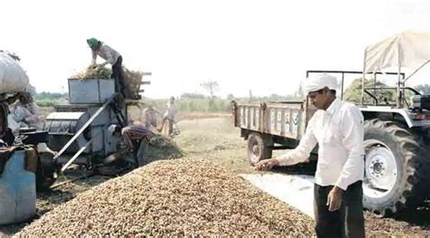 Groundnut Acreage In Gujarat 8 Lower Than Last Years Record Mark