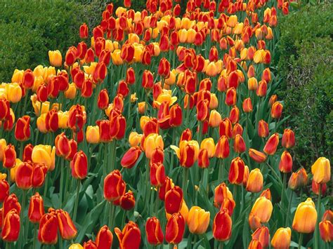 Jardim Da Terra Como Cultivar Tulipas