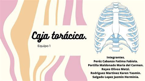 Caja Tor Cica Jazmin Salgado Udocz