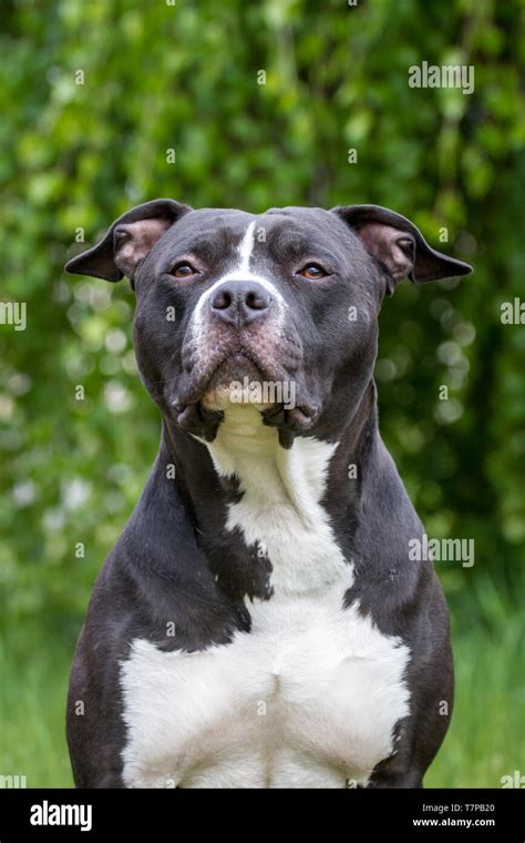 Pitbull American Staffordshire Terrier Black And White - img-gimcrackery