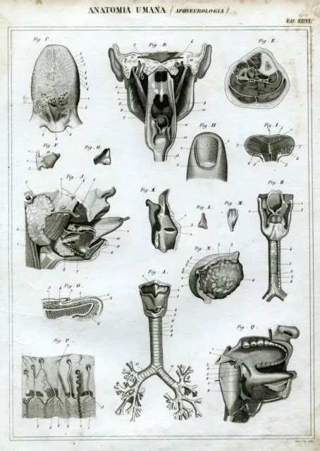 Anatomia Umana Aponeurologia Miologia Tendini Tavola Incisione Su