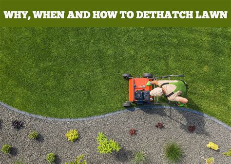 Why When And How To Dethatch Lawn