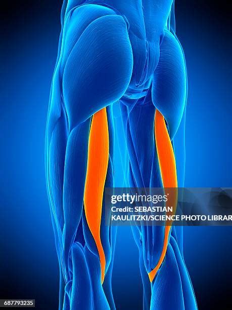 Hamstrings Muscles