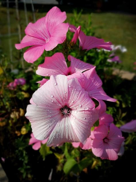 Lavatera stock photo. Image of background, green, macro - 100917118