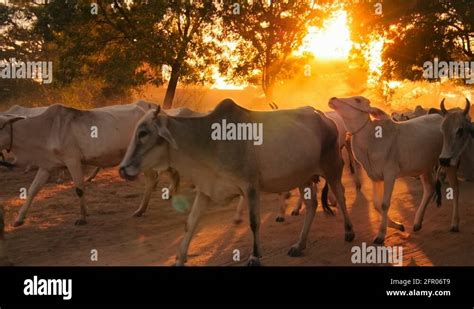 Burma animals Stock Videos & Footage - HD and 4K Video Clips - Alamy