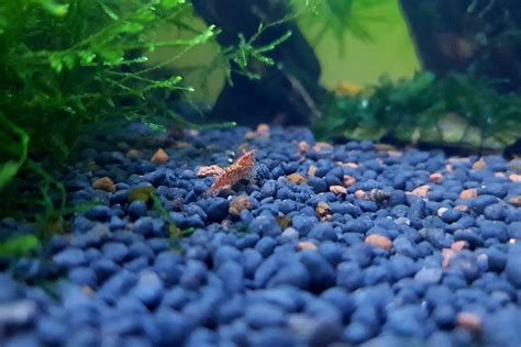 How To Set Up A Freshwater Shrimp Tank In 11 Easy Steps Aquarium Culture