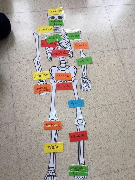 Te Ensenamos Varias Ideas Para Hacer La Maqueta Del Sistema Oseo Paso